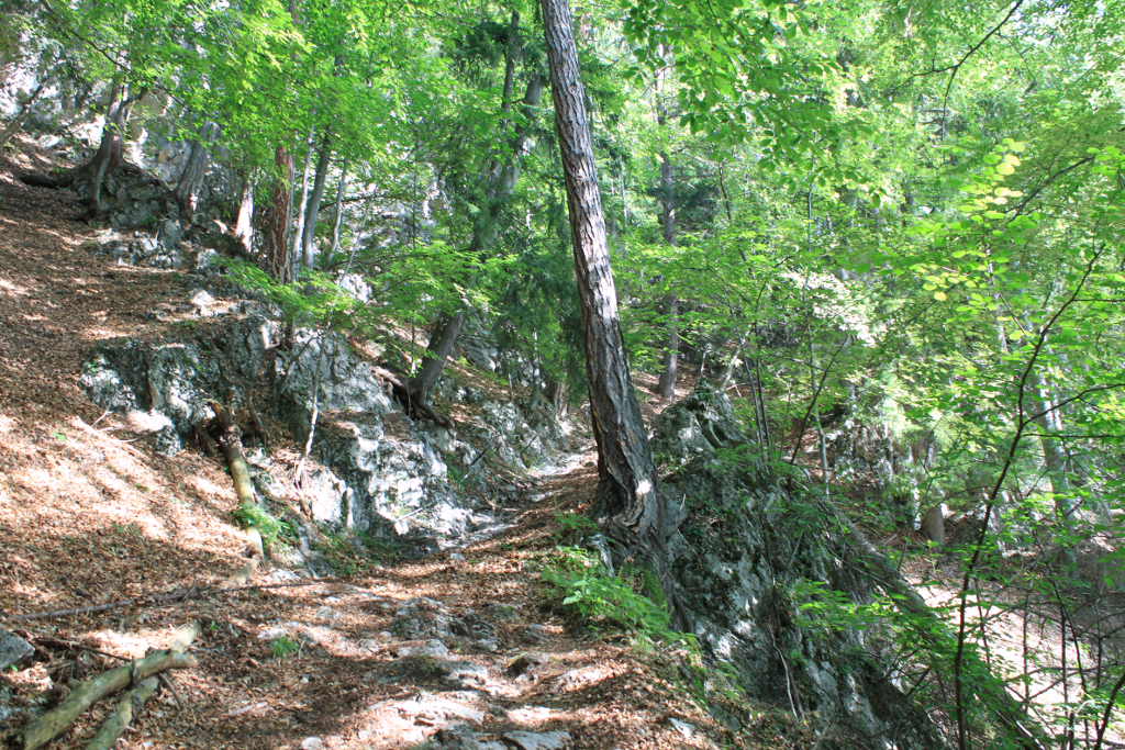 Abbildung 4: Der Waldweg hinauf zur Jubiläumswarte