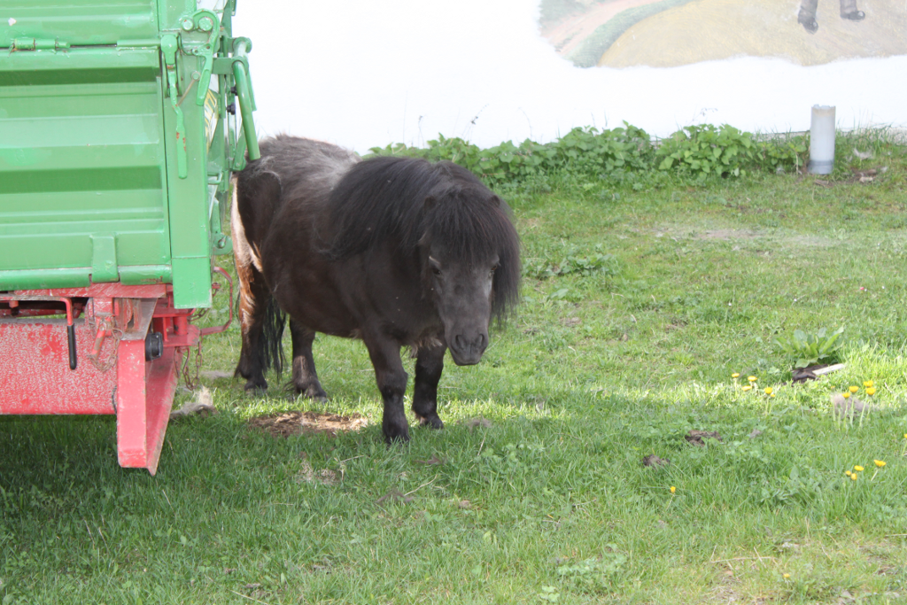 Abbildung 4: Ein putziges Mini-Pony am Pyhrahof