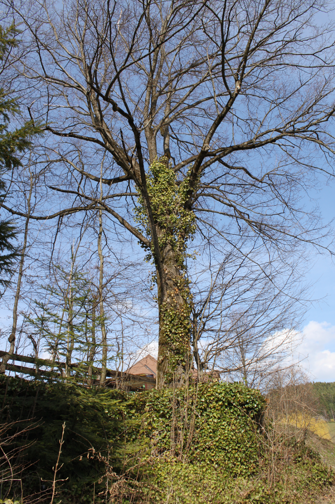 Abbildung 13: Ein Efeu-bewachsener Baum