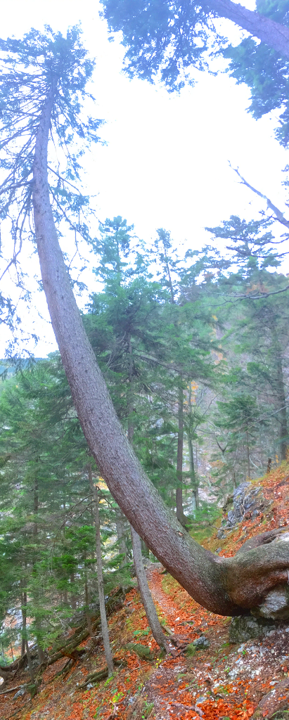 Panorama-Foto eines herrlich gebogenen Baumes, unter dem man durchgeht.