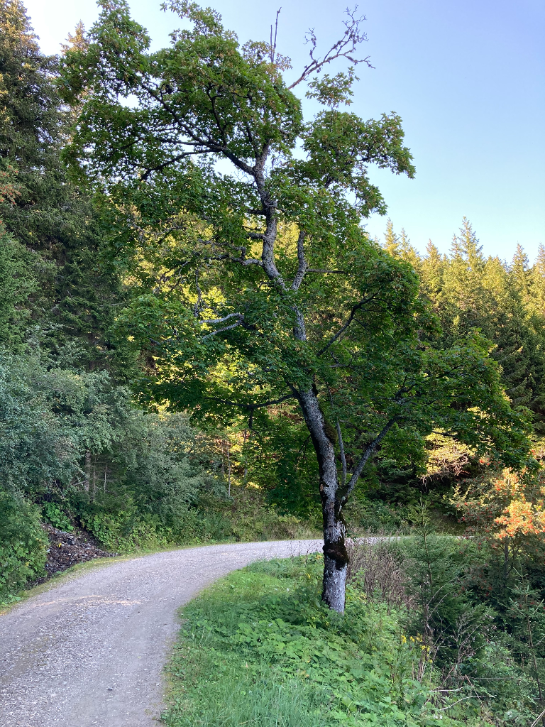 Abbildung 11: Ein Baum, der mir sehr gefällt, auf dem Weg hinunter zur Steyersberger Schwaig