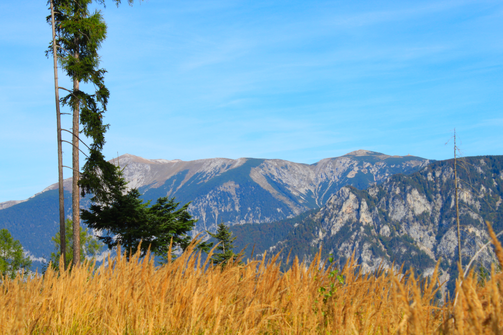 Abbildung 8:
      Eine kleine Lichtung ermöglicht einen Blick auf den Schneeberg, wo man neben dem Klosterwappen auch noch
      den Waxriegel und das Elisabeth-Kircherl sehen kann.