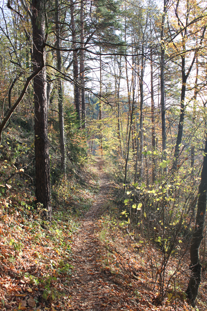 Abbildung 9:
      Waldweg nach dem Gamperlgraben