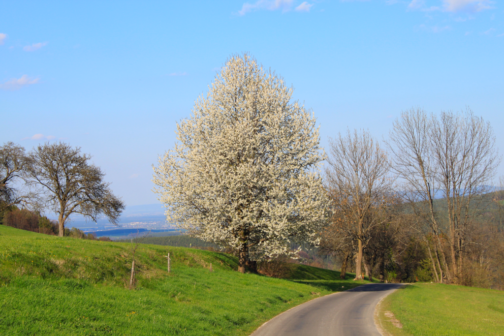 Abbildung 13:
      Auf der Straße von Raach hinunter nach Syhrn ein wunderschön blühender Baum